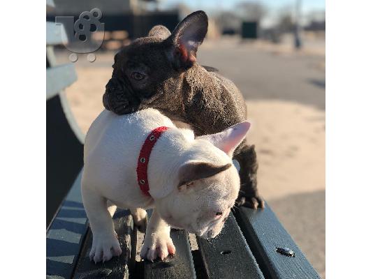 PoulaTo: Amazing French Bulldogs Up for Adoption